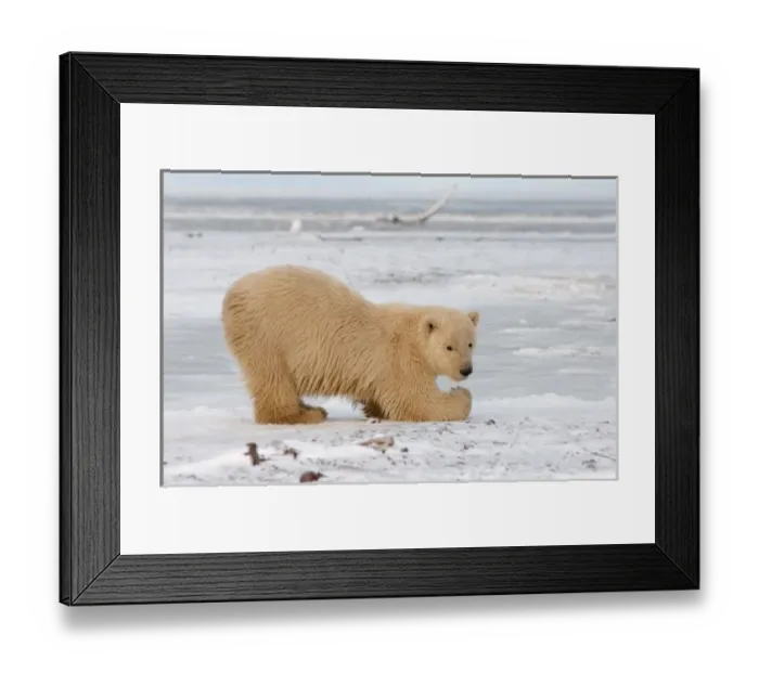 Framed Print : polar bear, Ursus maritimus, cub playing on the pack ice, 1002 coastal plain of Framed Print : polar bear, Ursus maritimus, cub playing on the pack ice, 1002 coastal plain of