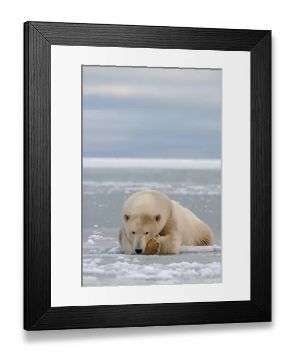 Framed Print : polar bear, Ursus maritimus, resting on the pack ice, 1002 coastal plain of the Arctic Framed Print : polar bear, Ursus maritimus, resting on the pack ice, 1002 coastal plain of the Arctic