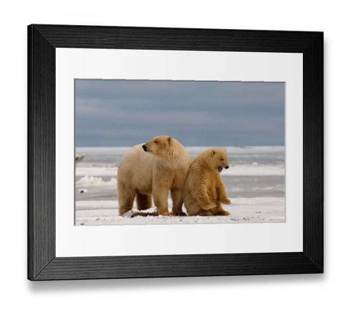 Framed Print : polar bear, Ursus maritimus, sow with cub dirty from gravel blowing in a recent windstorm Framed Print : polar bear, Ursus maritimus, sow with cub dirty from gravel blowing in a recent windstorm