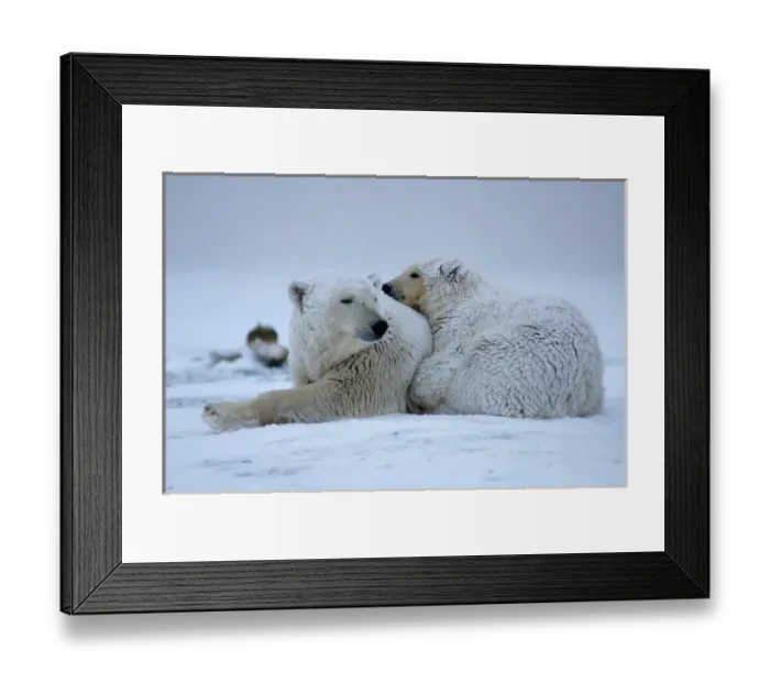 Framed Print : polar bear, Ursus maritimus, sow with cub sleeping on the pack ice, 1002 coastal plain Framed Print : polar bear, Ursus maritimus, sow with cub sleeping on the pack ice, 1002 coastal plain