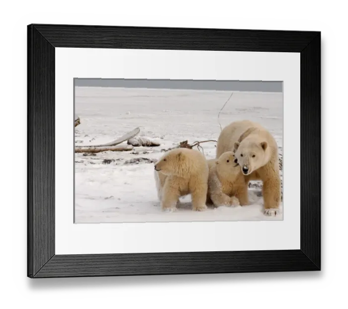 Framed Print : polar bear, Ursus maritimus, sow with cubs dirty from gravel blowing in a recent windstorm