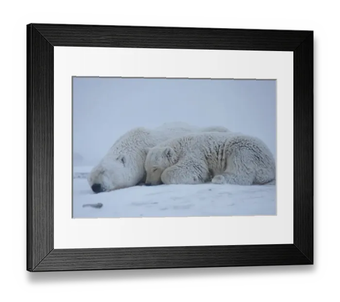 Framed Print : polar bear, Ursus maritimus, sow with cub sleeping on the pack ice, 1002 coastal plain Framed Print : polar bear, Ursus maritimus, sow with cub sleeping on the pack ice, 1002 coastal plain