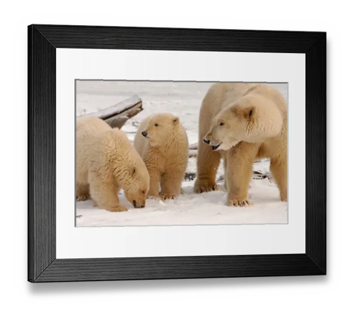 Framed Print : polar bear, Ursus maritimus, sow with cubs dirty from gravel blowing in a recent windstorm Framed Print : polar bear, Ursus maritimus, sow with cubs dirty from gravel blowing in a recent windstorm