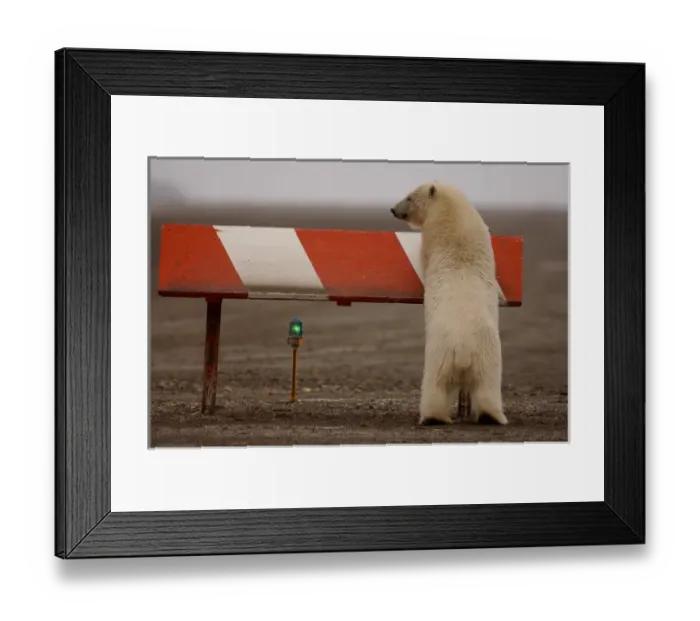 Framed Print : polar bear, Ursus maritimus, cub playing on a marker along an airport runway, 1002 Framed Print : polar bear, Ursus maritimus, cub playing on a marker along an airport runway, 1002