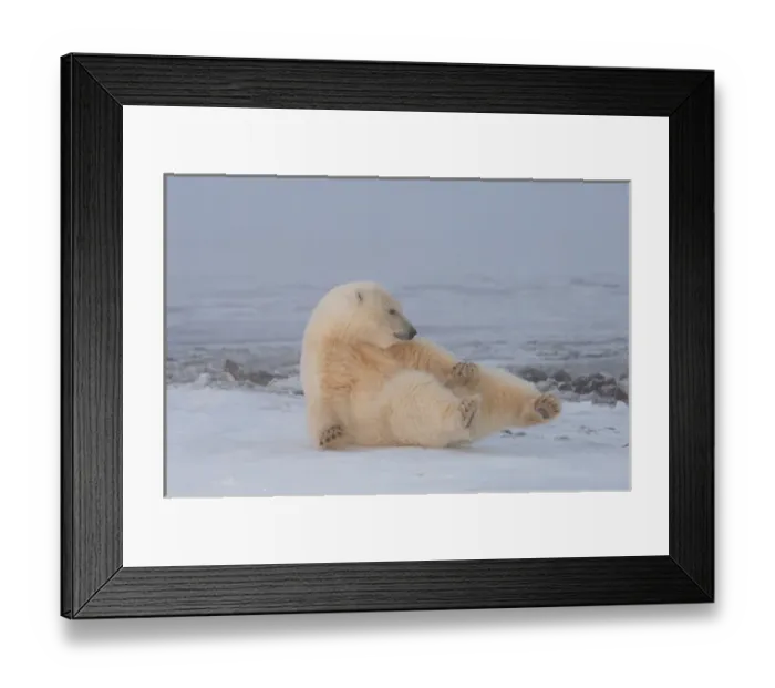 Framed Print : polar bear, Ursus maritimus, rolling around on the pack ice, 1002 coastal plain of Framed Print : polar bear, Ursus maritimus, rolling around on the pack ice, 1002 coastal plain of