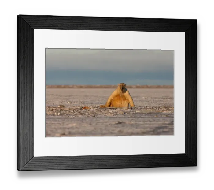 Framed Print : polar bear, Ursus maritimus, playing with a walrus flipper in slushy pack ice, 1002