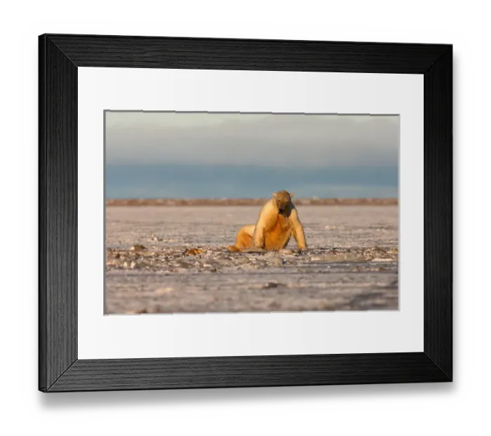 Framed Print : polar bear, Ursus maritimus, playing with a walrus flipper in slushy pack ice, 1002 Framed Print : polar bear, Ursus maritimus, playing with a walrus flipper in slushy pack ice, 1002