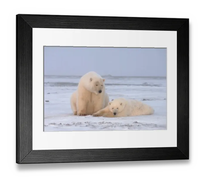 Framed Print : polar bear, Ursus maritimus, sow with yearling cub on the pack ice, 1002 coastal Framed Print : polar bear, Ursus maritimus, sow with yearling cub on the pack ice, 1002 coastal