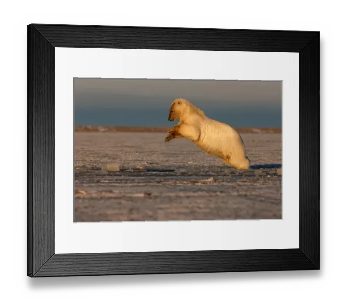 Framed Print : polar bear, Ursus maritimus, plays in slushy pack ice, 1002 coastal plain, Arctic Framed Print : polar bear, Ursus maritimus, plays in slushy pack ice, 1002 coastal plain, Arctic