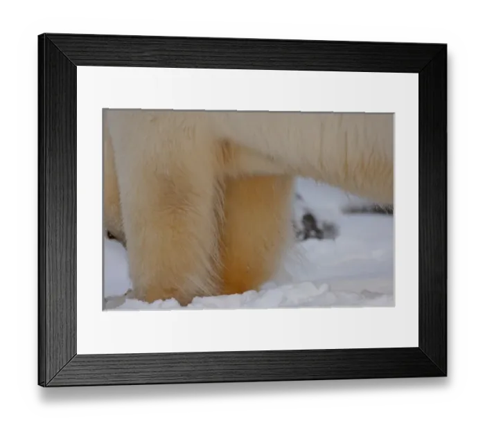 Framed Print : polar bear, Ursus maritimus, close up of legs, 1002 coastal plain of the Arctic National