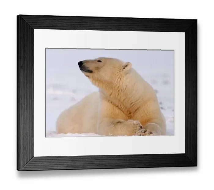 Framed Print : polar bear, Ursus maritimus, resting on the pack ice, 1002 coastal plain of the Arctic Framed Print : polar bear, Ursus maritimus, resting on the pack ice, 1002 coastal plain of the Arctic