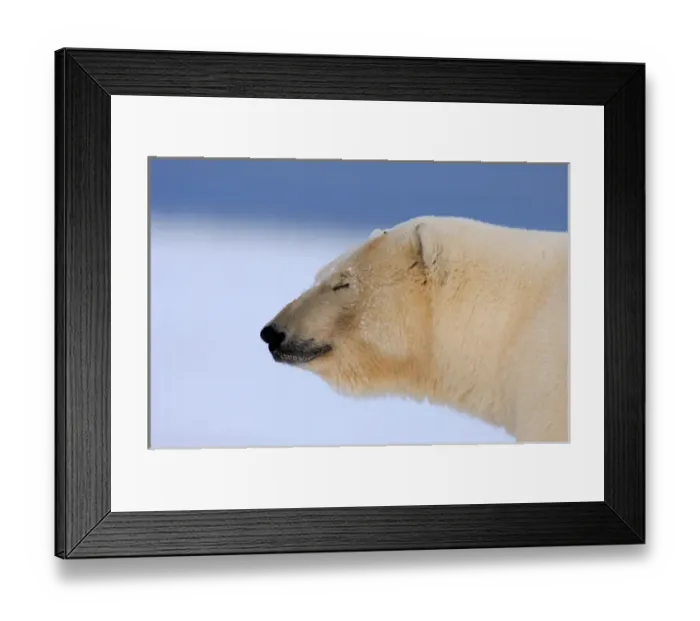 Framed Print : polar bear, Ursus maritimus, profile blinking, 1002 coastal plain of the Arctic National