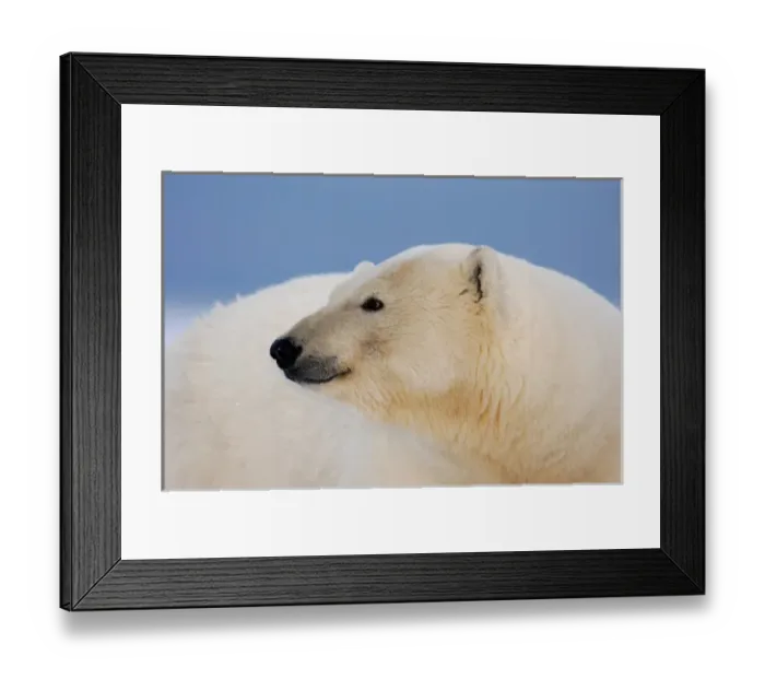 Framed Print : polar bear, Ursus maritimus, profile, 1002 coastal plain of the Arctic National Wildlife Refuge Framed Print : polar bear, Ursus maritimus, profile, 1002 coastal plain of the Arctic National Wildlife Refuge