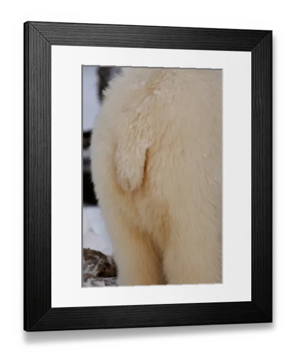 Framed Print : polar bear, Ursus maritimus, tail, 1002 coastal plain of the Arctic National Wildlife Refuge Framed Print : polar bear, Ursus maritimus, tail, 1002 coastal plain of the Arctic National Wildlife Refuge