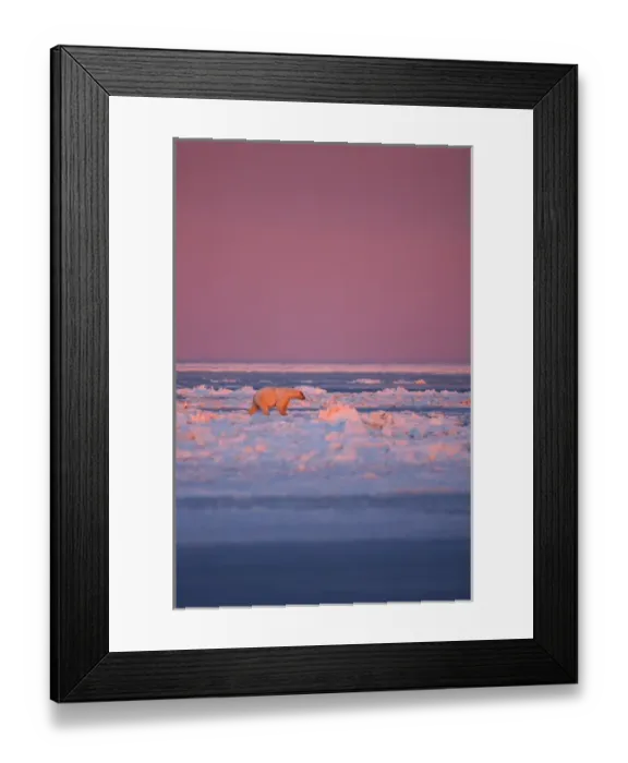 Framed Print : polar bear, Ursus maritimus, during fall pile up of rough ice, 1002 coastal plain Framed Print : polar bear, Ursus maritimus, during fall pile up of rough ice, 1002 coastal plain