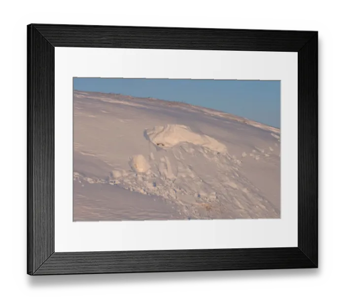 Framed Print : site where a polar bear, Ursus maritimus, was digging for a denning spot, 1002 coastal Framed Print : site where a polar bear, Ursus maritimus, was digging for a denning spot, 1002 coastal