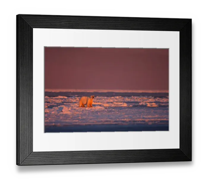 Framed Print : polar bear, Ursus maritimus, in rough ice at sunrise, 1002 coastal plain, Arctic Framed Print : polar bear, Ursus maritimus, in rough ice at sunrise, 1002 coastal plain, Arctic