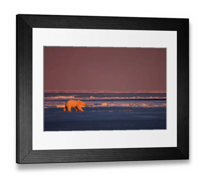 Framed Print : polar bear, Ursus maritimus, walking on the pack ice at sunrise, 1002 coastal plain Framed Print : polar bear, Ursus maritimus, walking on the pack ice at sunrise, 1002 coastal plain