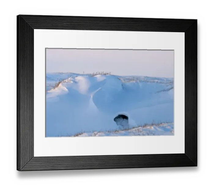 Framed Print : site of a polar bear, Ursus maritimus, den in the fall, 1002 coastal plain of Framed Print : site of a polar bear, Ursus maritimus, den in the fall, 1002 coastal plain of