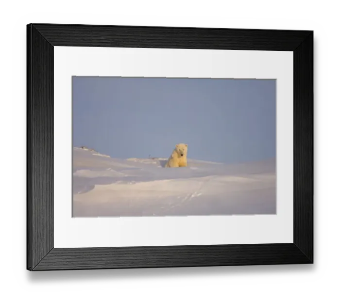 Framed Print : polar bear, Ursus maritimus, sow emerging from her the den for the first time, mouth
