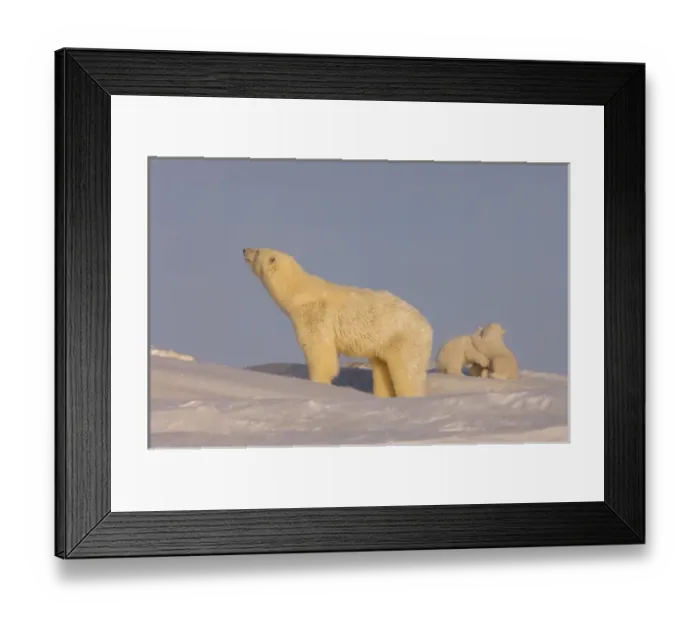 Framed Print : polar bear, Ursus maritimus, sow playing with her newborn spring cubs outside their den Framed Print : polar bear, Ursus maritimus, sow playing with her newborn spring cubs outside their den