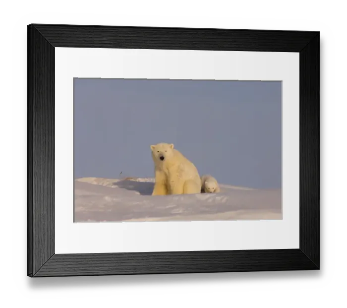 Framed Print : polar bear, Ursus maritimus, sow with newborn spring cubs newly emerged from their den Framed Print : polar bear, Ursus maritimus, sow with newborn spring cubs newly emerged from their den