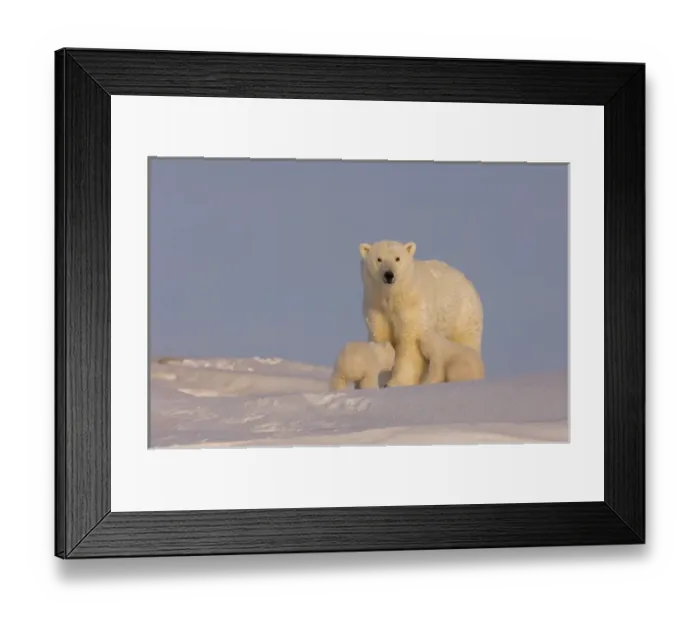 Framed Print : polar bear, Ursus maritimus, sow with newborn spring cubs newly emerged from their den