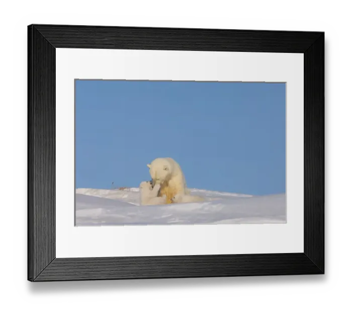 Framed Print : polar bear, Ursus maritimus, sow playing with her newborn spring cubs outside their den