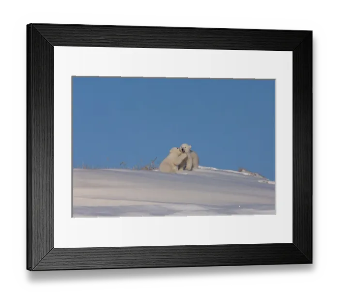 Framed Print : polar bear, Ursus maritimus, pair of newborn spring cubs playing outside their den