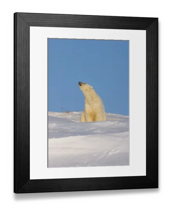 Framed Print : polar bear, Ursus maritimus, sow sitting outside her den scenting the air, mouth