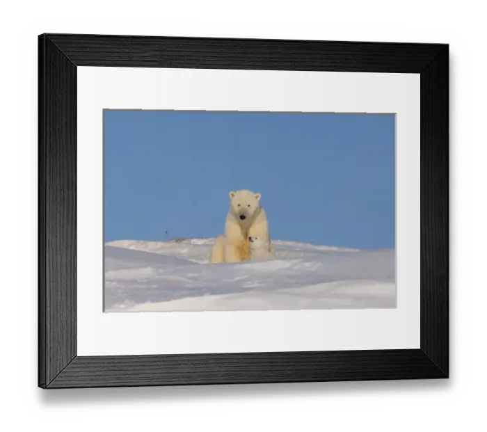 Framed Print : polar bear, Ursus maritimus, sow playing with her newborn spring cub outside their den Framed Print : polar bear, Ursus maritimus, sow playing with her newborn spring cub outside their den