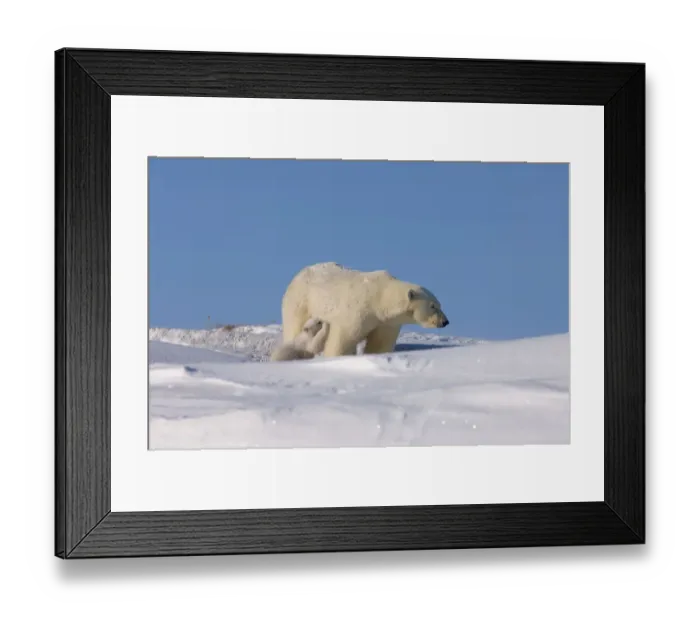 Framed Print : polar bear, Ursus maritimus, sow nurses its newborn spring cub outside their den