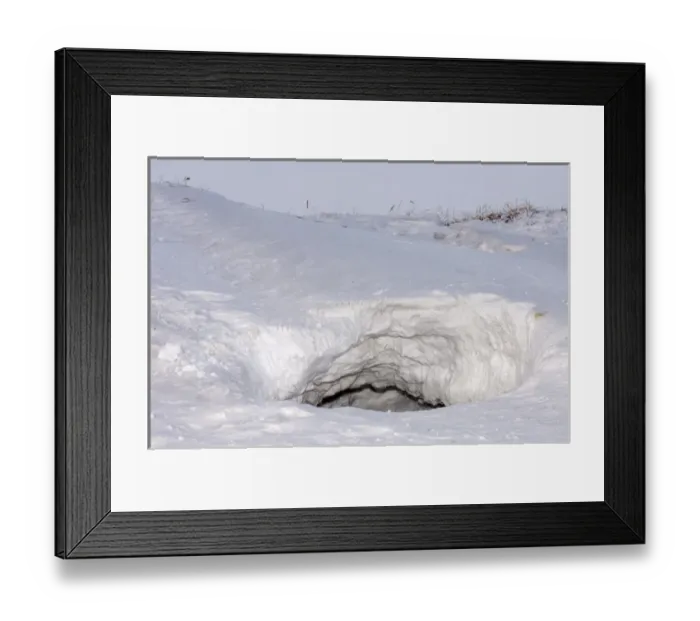 Framed Print : polar bear, Ursus maritimus, den along the Arctic coast, mouth of Canning River Framed Print : polar bear, Ursus maritimus, den along the Arctic coast, mouth of Canning River