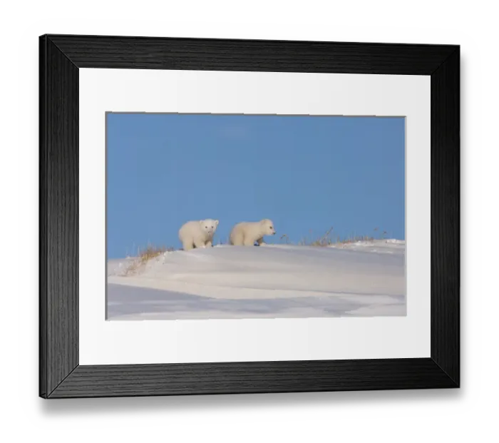 Framed Print : polar bear, Ursus maritimus, pair of newborn spring cubs playing outside their den Framed Print : polar bear, Ursus maritimus, pair of newborn spring cubs playing outside their den