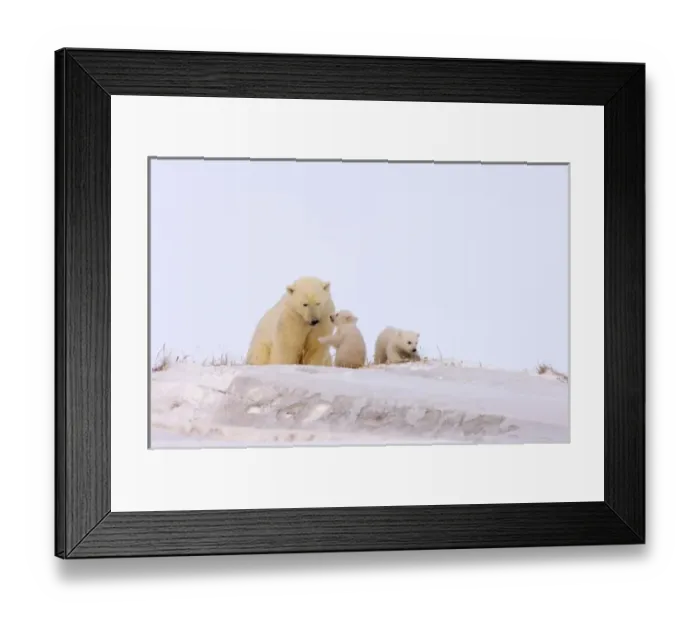 Framed Print : polar bear, Ursus maritimus, sow playing with her newborn spring cubs outside their den Framed Print : polar bear, Ursus maritimus, sow playing with her newborn spring cubs outside their den