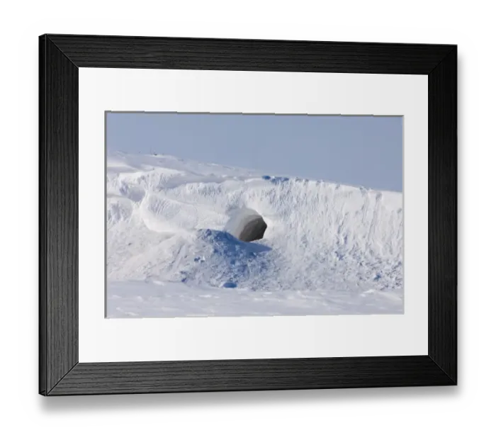 Framed Print : polar bear, Ursus maritimus, den along the Arctic coast, eastern Arctic National Wildlife Refuge Framed Print : polar bear, Ursus maritimus, den along the Arctic coast, eastern Arctic National Wildlife Refuge