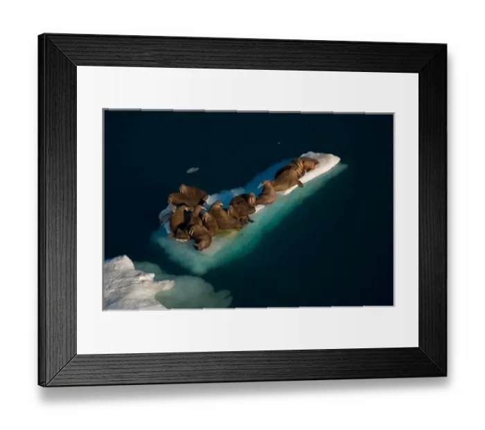 Framed Print : walrus, Odobenus rosmarus, resting on pack ice during spring breakup, Chuckchi Sea Framed Print : walrus, Odobenus rosmarus, resting on pack ice during spring breakup, Chuckchi Sea