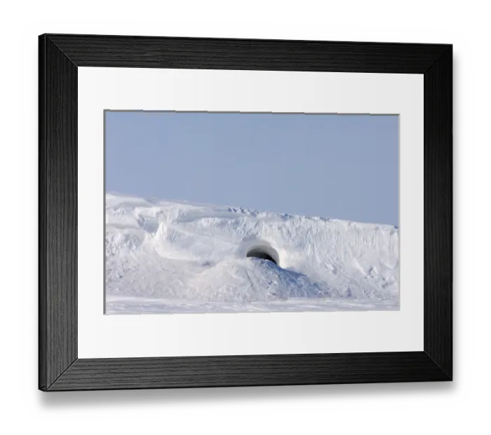 Framed Print : polar bear, Ursus maritimus, den along the Arctic coast, eastern Arctic National Wildlife Refuge