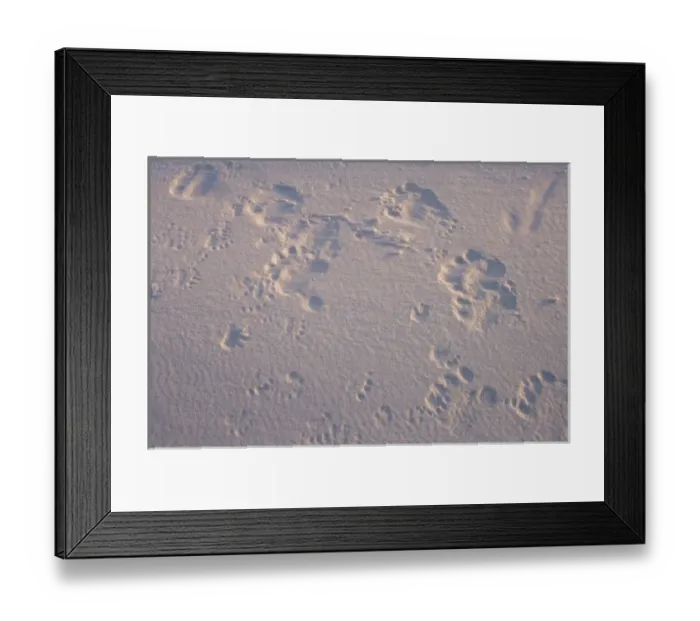Framed Print : polar bear, Ursus maritimus, footprints outside a recently vacated den site along the Arctic coast Framed Print : polar bear, Ursus maritimus, footprints outside a recently vacated den site along the Arctic coast