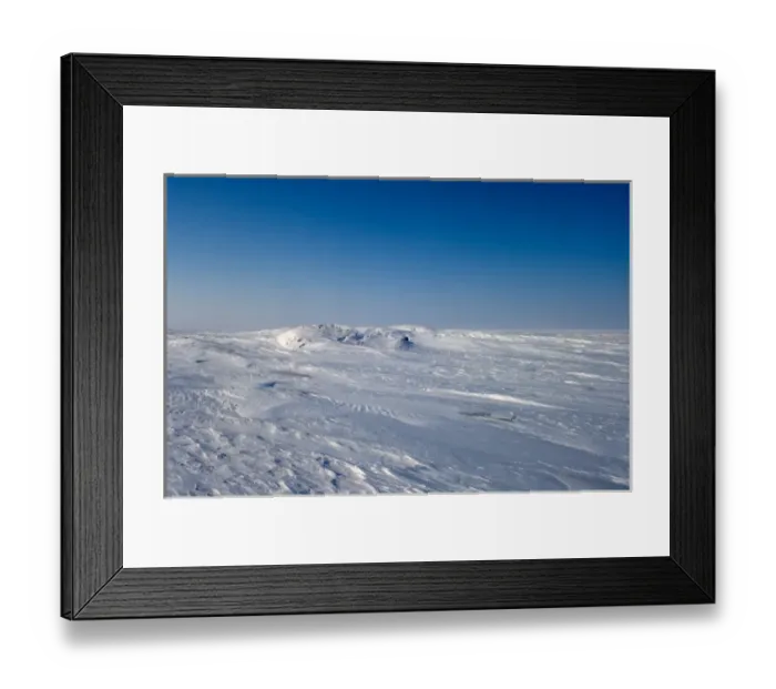 Framed Print : polar bear, Ursus maritimus, den site along the Arctic coast, eastern Arctic National Framed Print : polar bear, Ursus maritimus, den site along the Arctic coast, eastern Arctic National