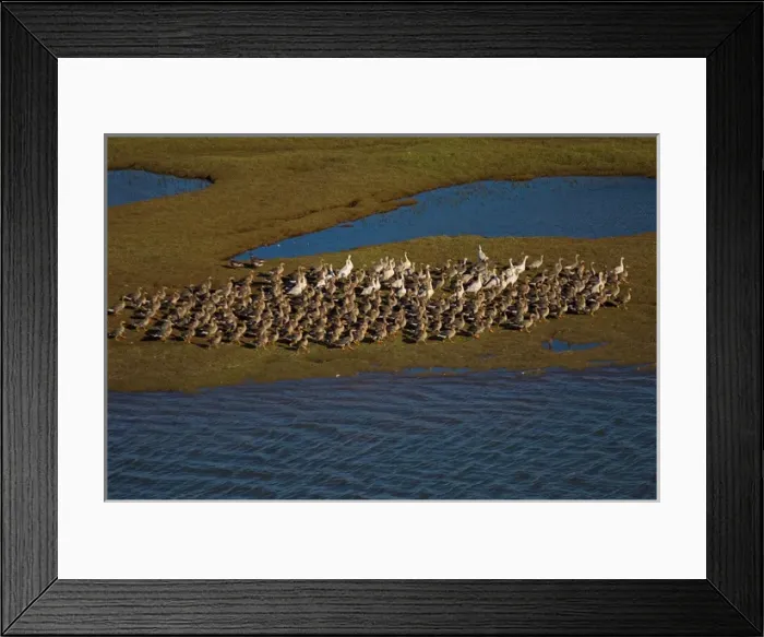Framed Print : greater white-fronted geese, Anser albifrons, and snow geese, Chen caerulescens