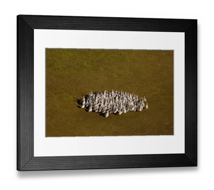 Framed Print : snow geese, Chen caerulescens, adults with their goslings during summer molt, near