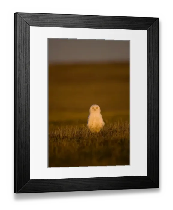 Framed Print : snowy owl, Nycttea scandiaca, on tundra in the National Petroleum Reserves, outside Barrow Framed Print : snowy owl, Nycttea scandiaca, on tundra in the National Petroleum Reserves, outside Barrow