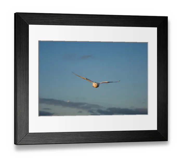 Framed Print : snowy owl, Nycttea scandiaca, in flight over the National Petroleum Reserves, outside Barrow