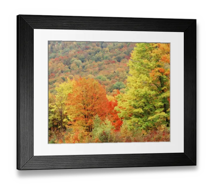 Framed Print : USA, New England, Tree area in autumn