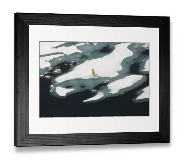 Framed Print : polar bear, Ursus maritimus, sow with cub walking on multi-layer ice (freshwater Framed Print : polar bear, Ursus maritimus, sow with cub walking on multi-layer ice (freshwater