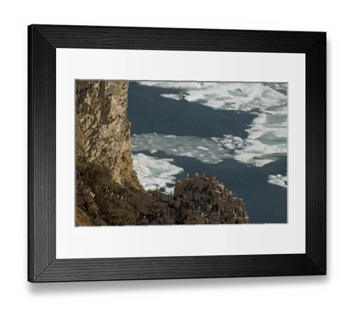 Framed Print : thick-billed murre, Uria lomvia, colony nesting on cliffs of Cape Thompson, along the Arctic coast Framed Print : thick-billed murre, Uria lomvia, colony nesting on cliffs of Cape Thompson, along the Arctic coast