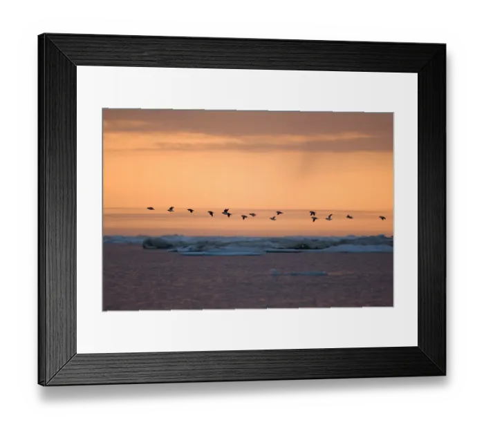 Framed Print : thick-billed murre, Uria lomvia, in flight along the Arctic coast, off Point Hope Framed Print : thick-billed murre, Uria lomvia, in flight along the Arctic coast, off Point Hope