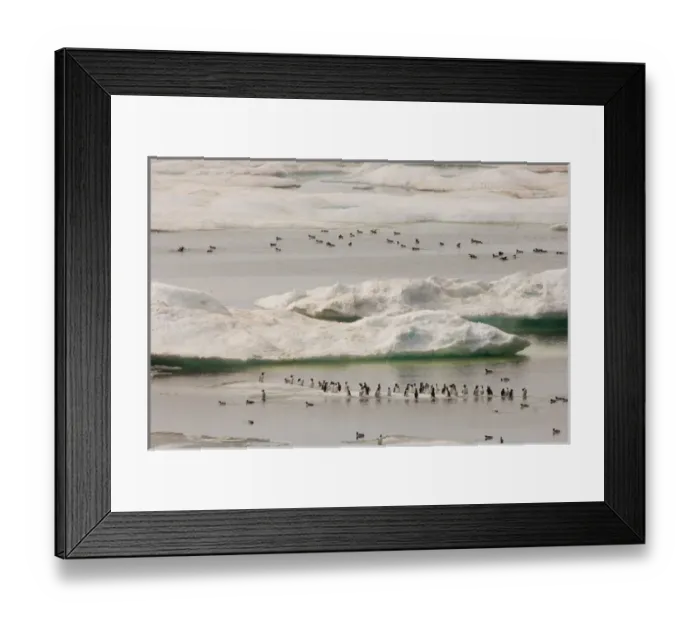 Framed Print : common murre, Uria aalge, and thick-billed murre, Uria lomvia, flocks on ice floes Framed Print : common murre, Uria aalge, and thick-billed murre, Uria lomvia, flocks on ice floes