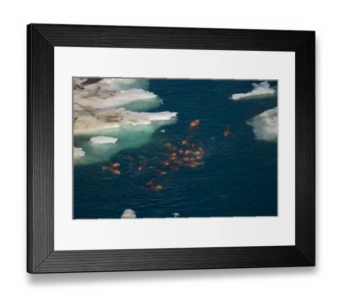 Framed Print : walrus, Odobenus rosmarus, swimming around pack ice in the Chuckchi Sea, off